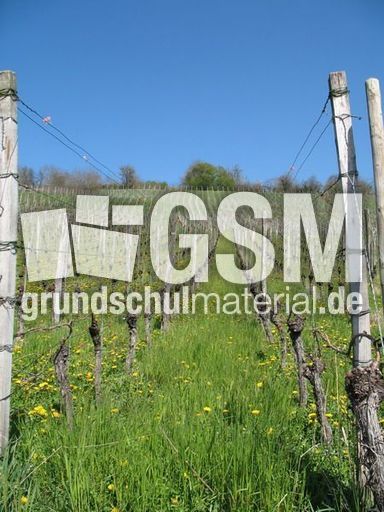 Weil am Rhein Weiler Weinweg 008.jpg